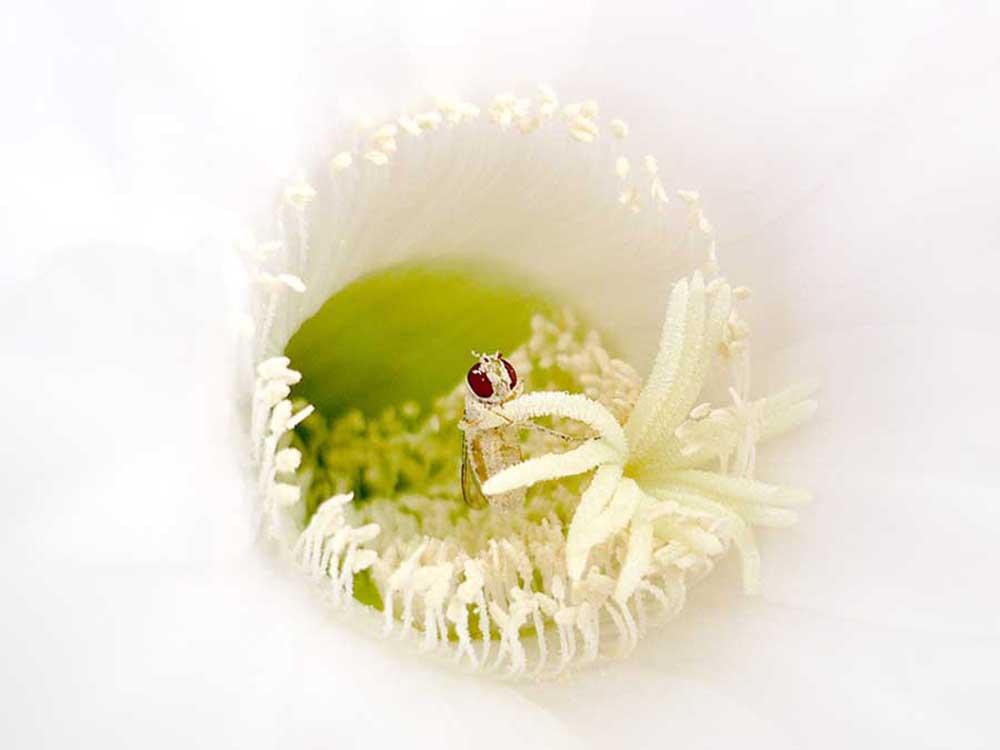 Echinopsis-1080207-1000.jpg